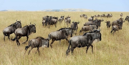 ROUTE 145 – RIFT VALLEY - MASAI MARA