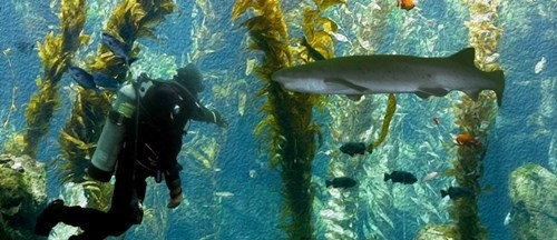 AFRICA DIVE TOURS