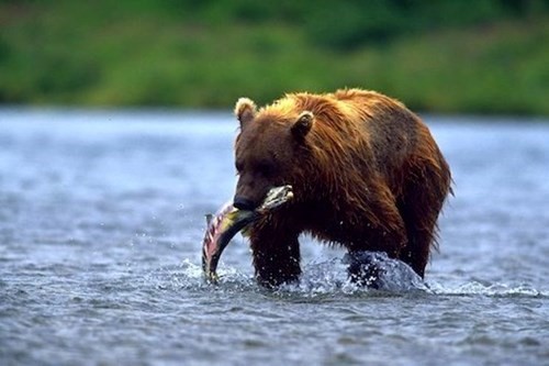PARCO NAZIONALE DEL DENALI - ANCHORAGE - FAIRBANKS Alaska