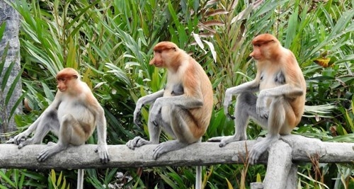 AVVENTURA SABAH Malesia