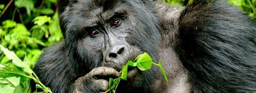 OSSERVAZIONE DEI GORILLA A BWINDI VIA TERRA Uganda