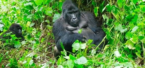 GORILLA DI BWINDI & MASAI MARA Uganda