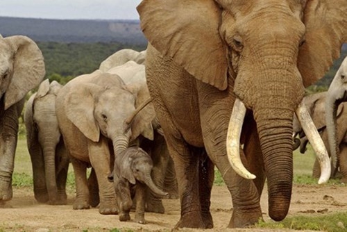 ZAMBIA ADVENTURE TOUR