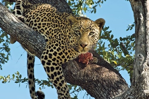 MEMORABILE AFRICA Zambia