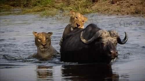 BOTSWANA & VICTORIA FALLS ADVENTURE Zimbabwe