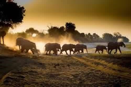 ZIMBABWE & BOTSWANA GAME TRAIL SAFARI Zimbabwe