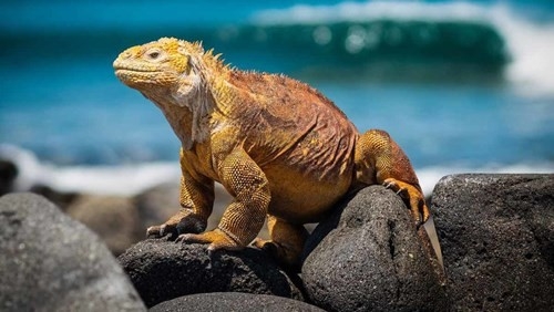 GRAND TOUR ECUADOR & CROCIERA GALAPAGOS Viaggi di nozze